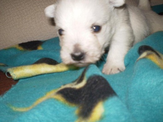 os presento a maya ,con menos de un mesecito,en 2 semanas estra en casita... ;)